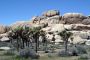 13JoshuaTree - 56